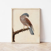 Falcon Hen Kestrel | William Lewin Poster