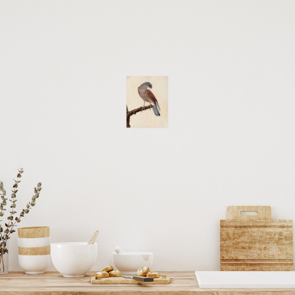 Falcon Hen Kestrel | William Lewin Poster