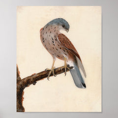 Falcon Hen Kestrel | William Lewin Poster
