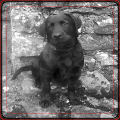 Custom Photo personalized Trivet