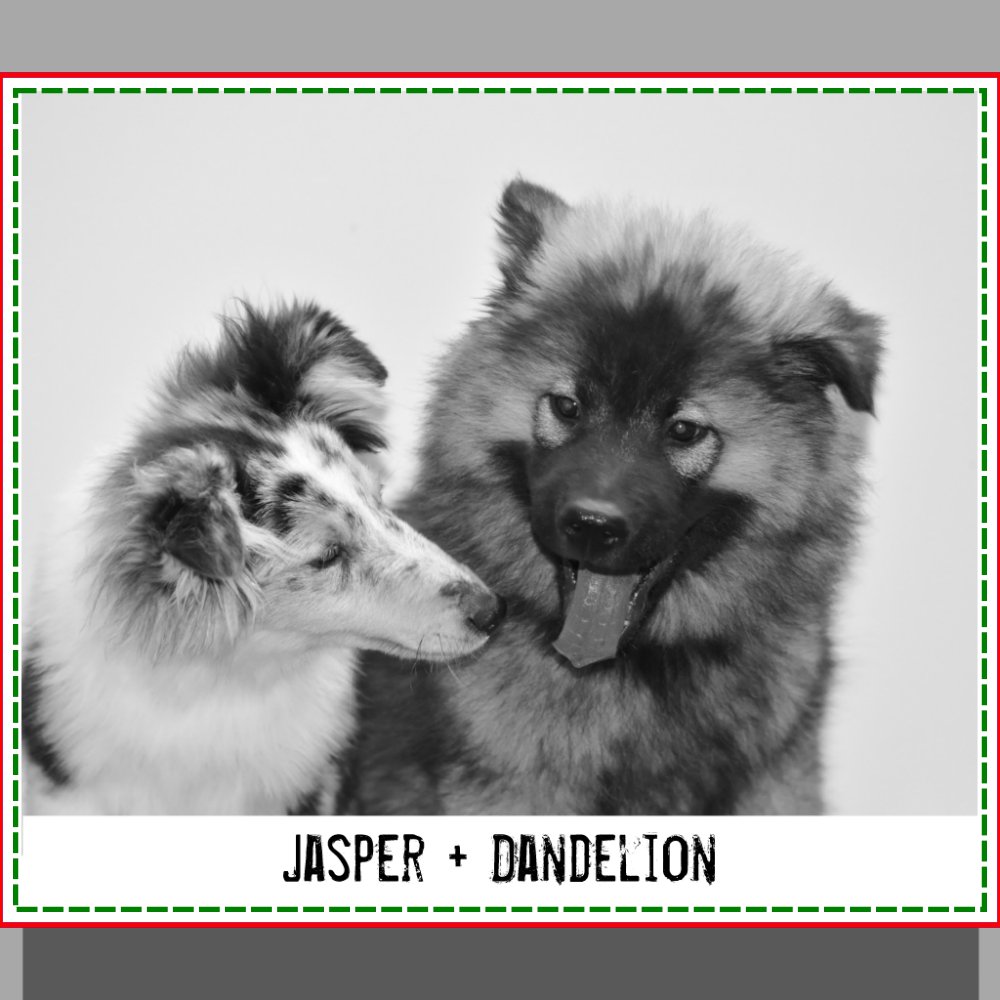 Personalized Pet Photo and Names Clear Crossbody Bag