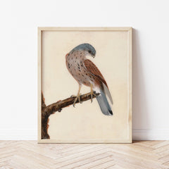 Falcon Hen Kestrel | William Lewin Poster